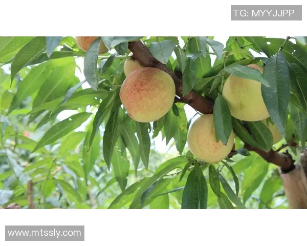 果园采摘乐趣：亲近大自然，享受丰收季节的甜美体验